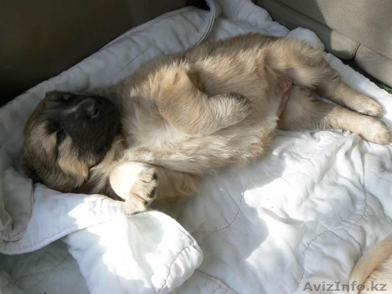 Кавказкие овчарки - Изображение #2, Объявление #94971