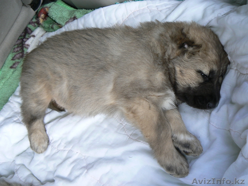 Кавказкие овчарки - Изображение #4, Объявление #94971