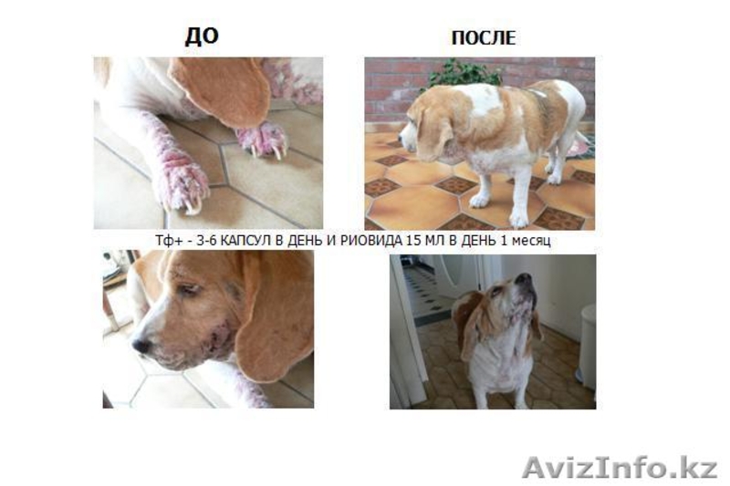 Трансфер Фактор Плюс - Изображение #2, Объявление #119259