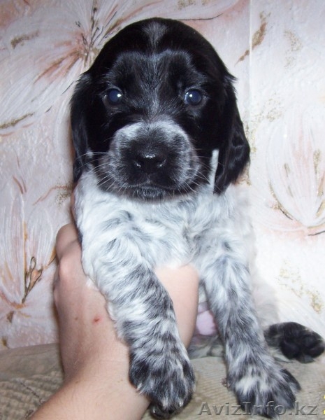 Продам щенков русского охотничьего спаниеля - Изображение #1, Объявление #177733