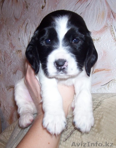 Продам щенков русского охотничьего спаниеля - Изображение #2, Объявление #177733