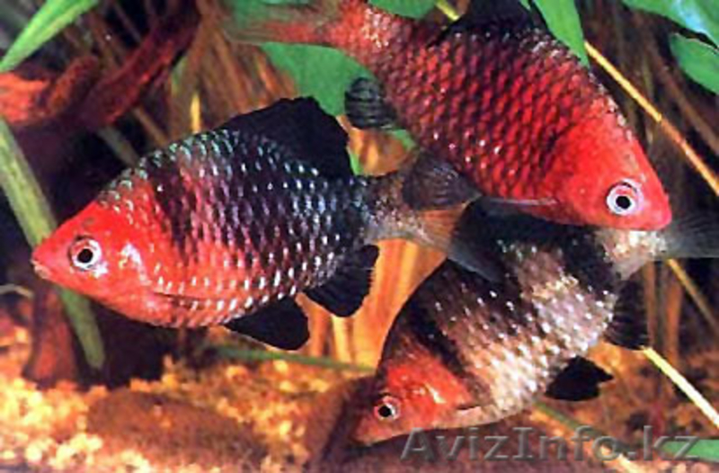 Продаю аквариумных  рыбок оптом - Изображение #1, Объявление #217123