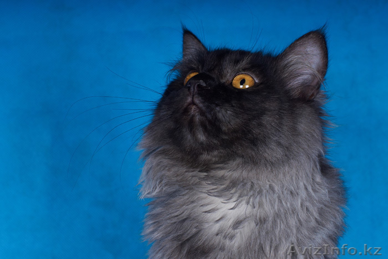 Сибирский котенок от Чемпиона WCF Барина - Изображение #3, Объявление #345702