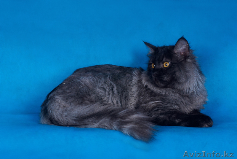 Сибирский котенок от Чемпиона WCF Барина - Изображение #2, Объявление #345702