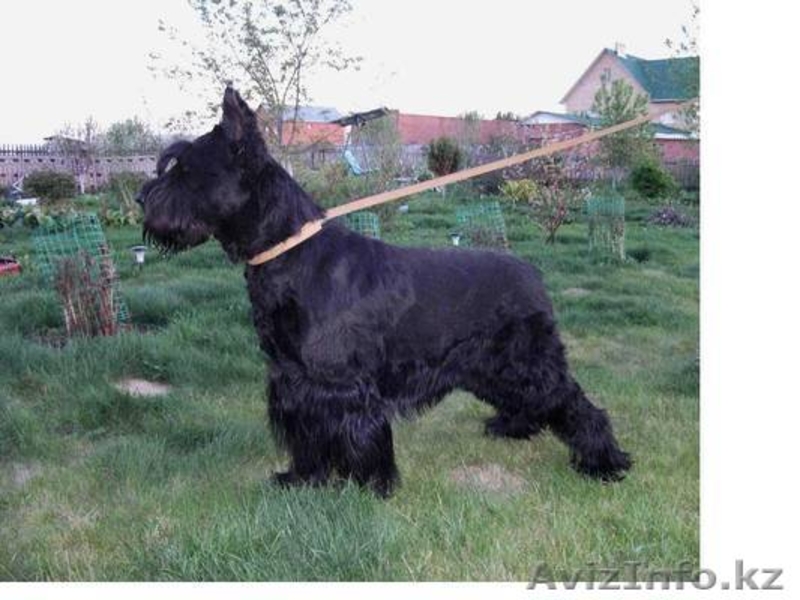 В Омске щенки ризеншнауцера - Изображение #2, Объявление #419123