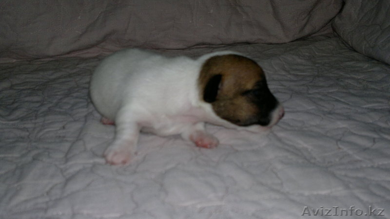 Щенки Джек Рассел терьера из фильма Маска - Изображение #2, Объявление #547207