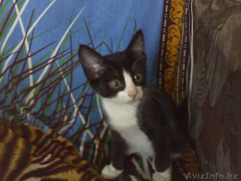 Отдам кота добрым людям - Изображение #2, Объявление #722229