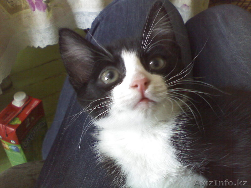 Отдам кота добрым людям - Изображение #1, Объявление #722229