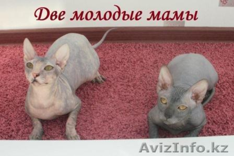 котята "Донского сфинкса" - Изображение #1, Объявление #716491