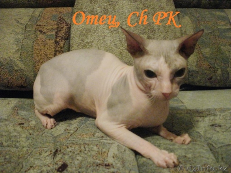котята "Донского сфинкса" - Изображение #2, Объявление #716491