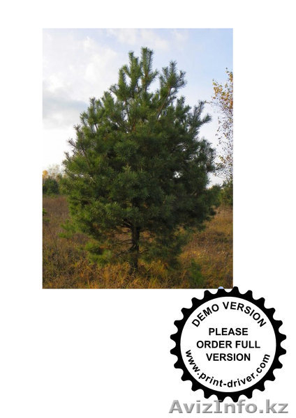 ТОО Best Garant KAZ - Изображение #1, Объявление #750239