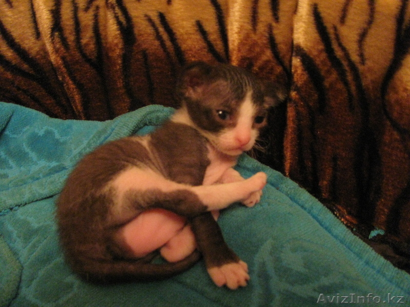 котята донского сфинкса - Изображение #2, Объявление #794522