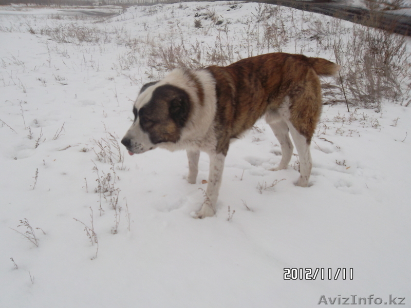 продам щенка алабая - Изображение #6, Объявление #793743