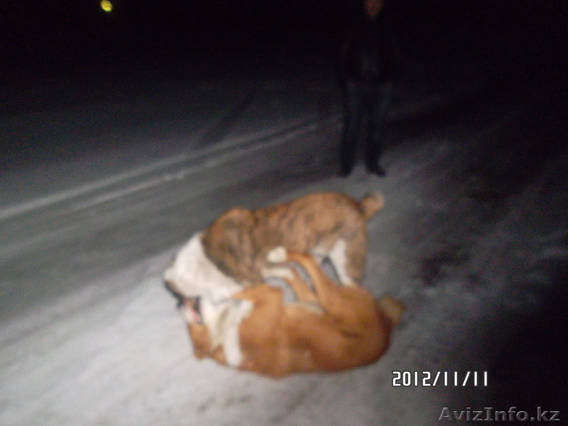 продам щенка алабая - Изображение #5, Объявление #793743