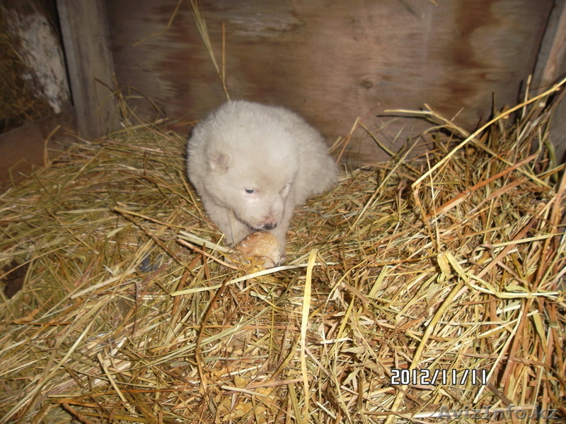 продам щенка алабая - Изображение #1, Объявление #793743