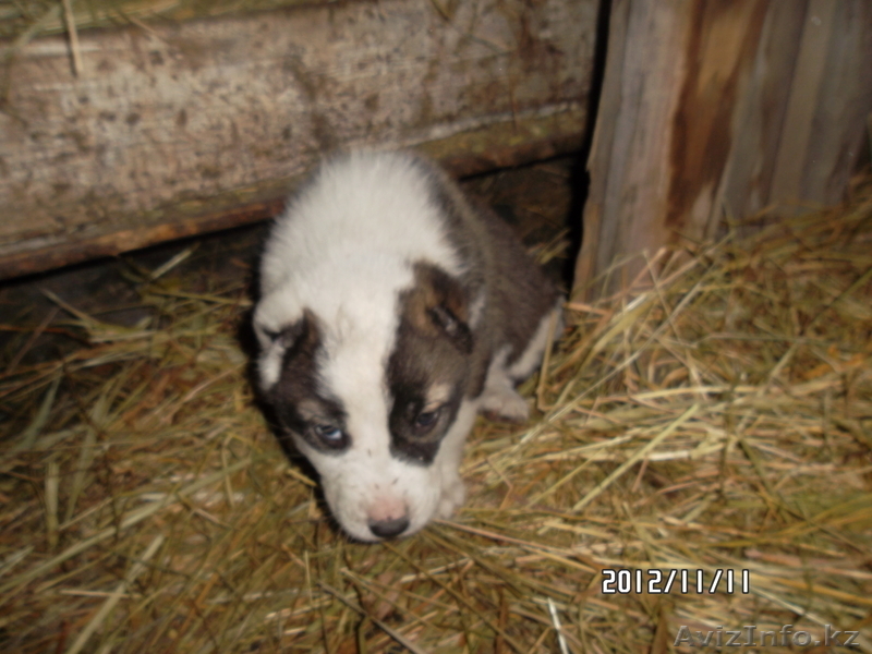 продам щенка алабая - Изображение #2, Объявление #793743