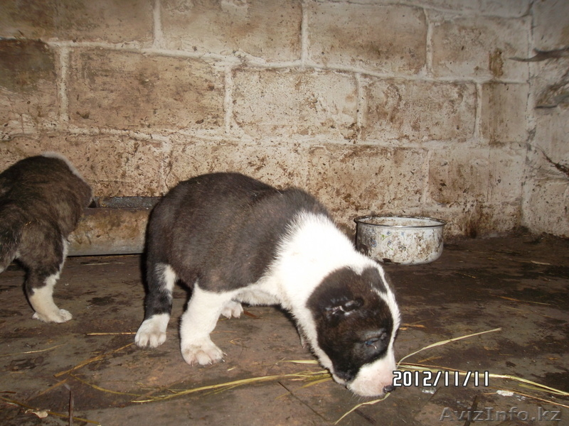 продам щенка алабая - Изображение #4, Объявление #793743