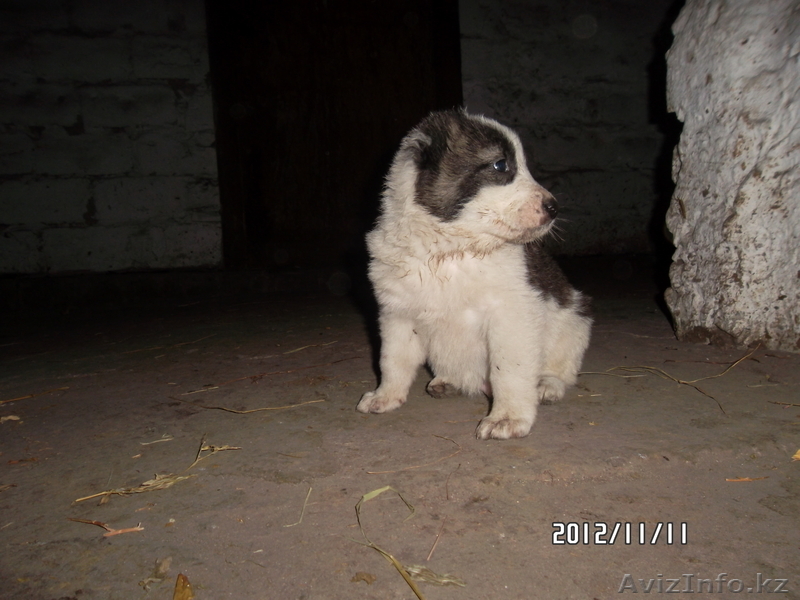 продам щенка алабая - Изображение #3, Объявление #793743