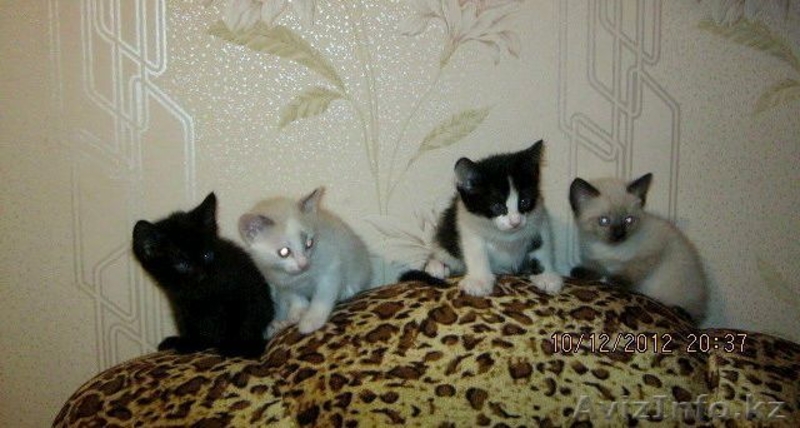 Отдадим котят в добрые руки! - Изображение #1, Объявление #809466