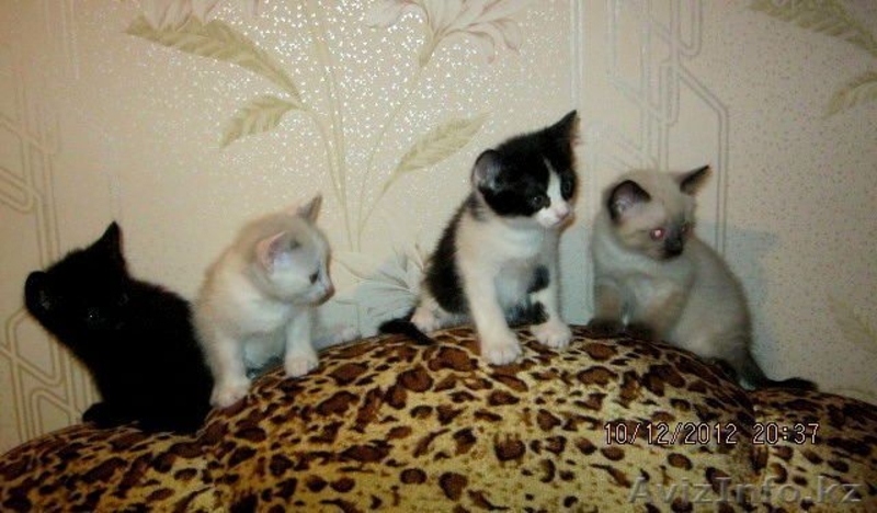 Отдадим котят в добрые руки! - Изображение #2, Объявление #809466