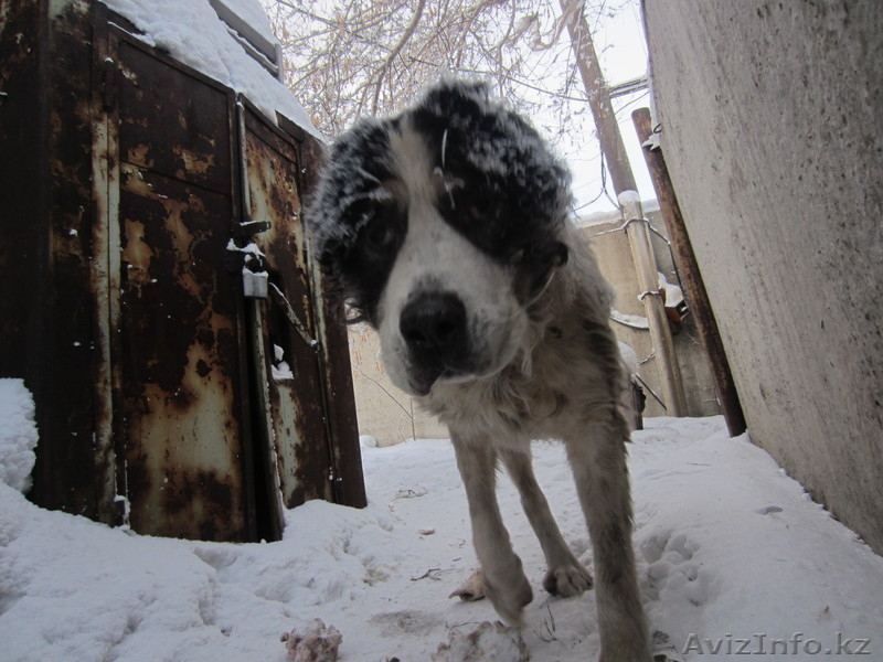 Возьми меня к себе - Изображение #1, Объявление #813194