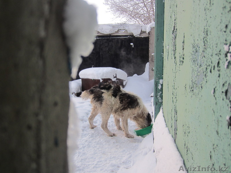 Возьми меня к себе - Изображение #3, Объявление #813194