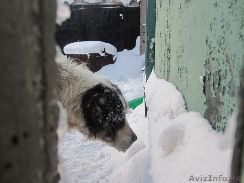 Возьми меня к себе - Изображение #2, Объявление #813194