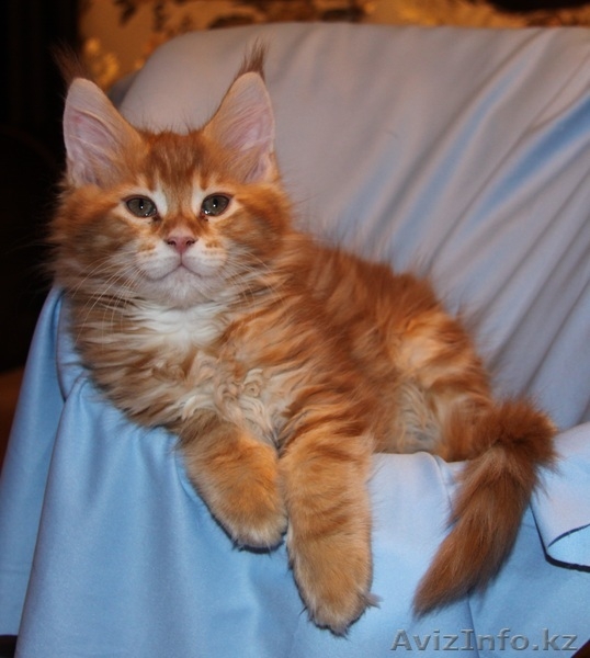 Питомник мейн кунов "KUNKITTI ASTANA" предлагает котят  - Изображение #2, Объявление #847435