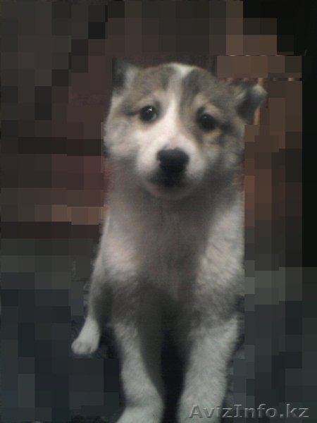 Западно Сибирская  Лайки - Изображение #2, Объявление #869536