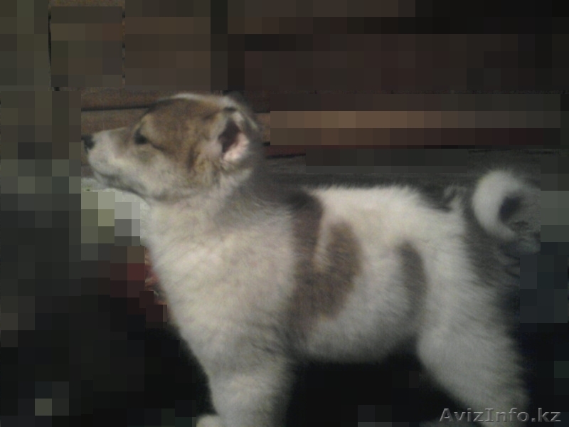 Западно Сибирская  Лайки - Изображение #3, Объявление #869536