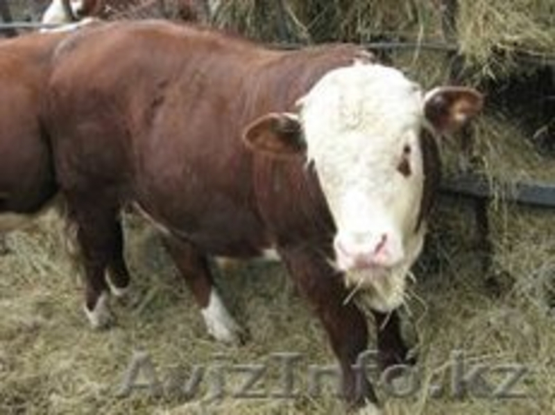 телята 100 голов подсосные (бычки) - Изображение #2, Объявление #997490