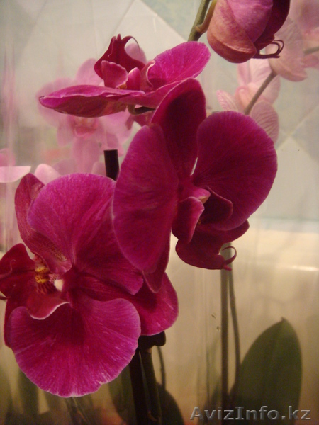 Орхидеи фаленопсис в ассортименте - Изображение #3, Объявление #987144