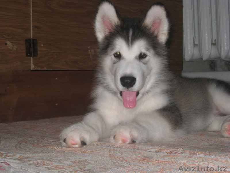 прекрасные щенки аляскинского маламута - Изображение #1, Объявление #1031433