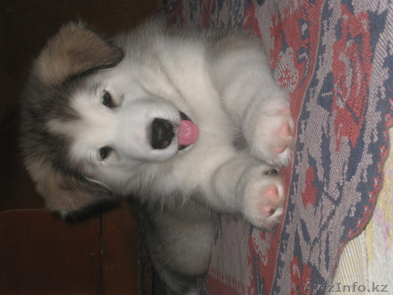прекрасные щенки аляскинского маламута - Изображение #3, Объявление #1031433