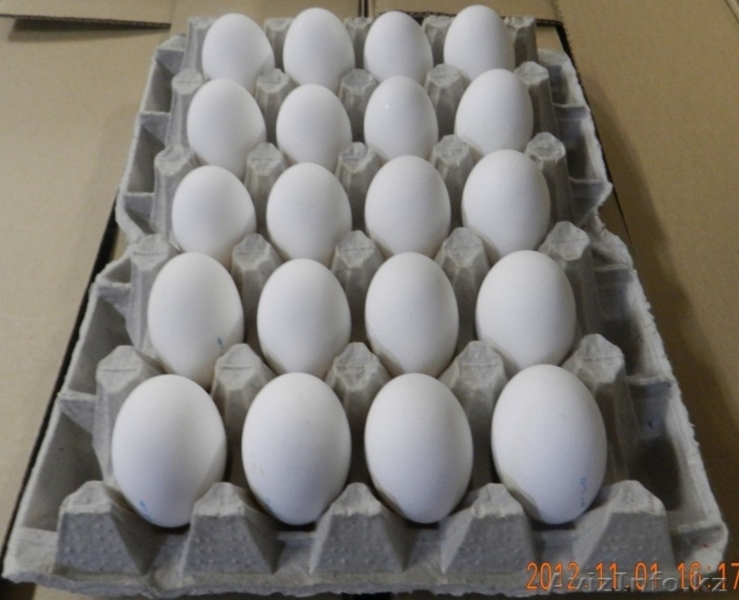 Яйцо оптом от производителя. Омские яйца. Куриные яйца в Омске. Птицефабрика яйцо оптом от производителя. Купить яйцо оптом в Тольятти.