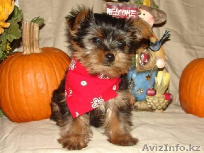 йоркширский терьер возраст 2, 5 месяца - Изображение #2, Объявление #1163387