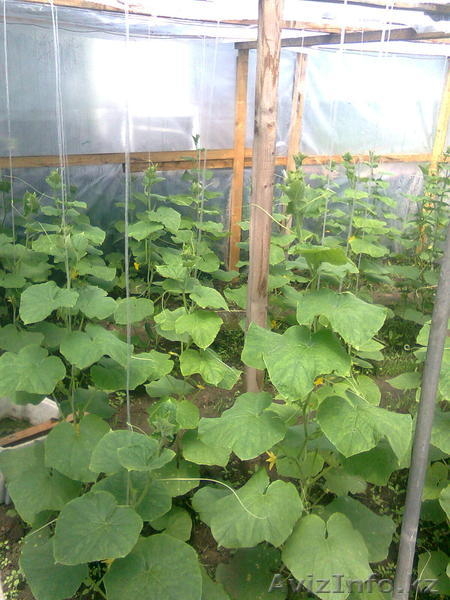 дача сад Энтузиаст - Изображение #2, Объявление #1235593