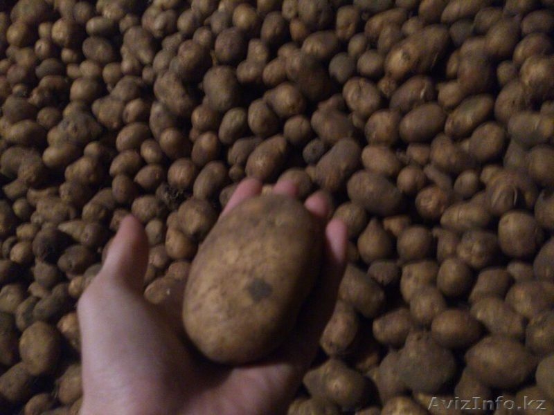Картофель высшего качества - Изображение #3, Объявление #1254037