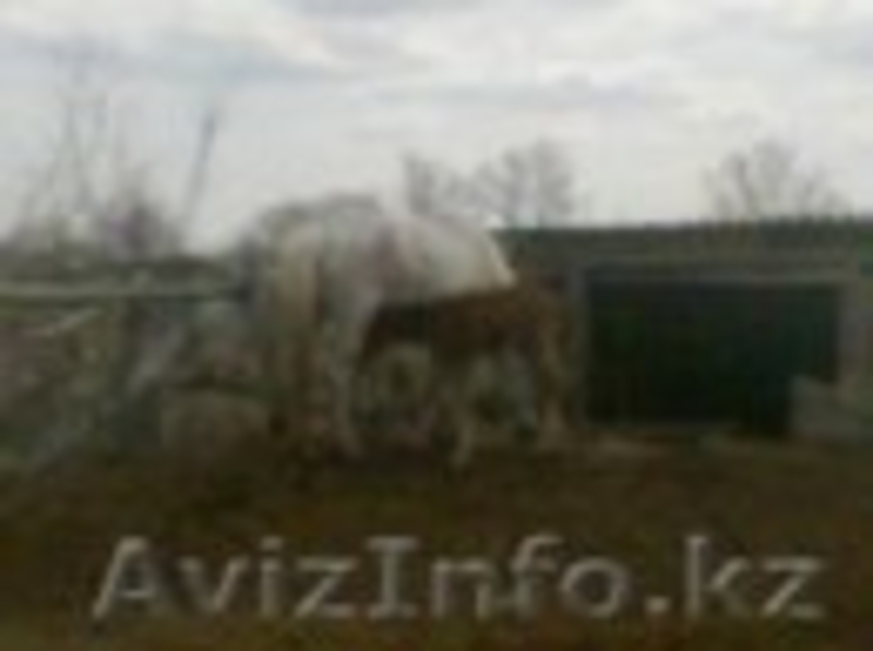 Лошади с жеребятами - Изображение #1, Объявление #1262726