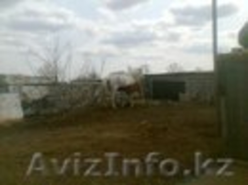 Лошади с жеребятами - Изображение #3, Объявление #1262726