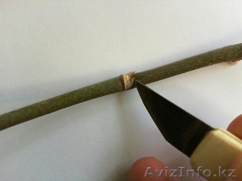 Цитокининовая паста - Изображение #2, Объявление #1264100