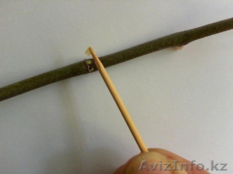 Цитокининовая паста - Изображение #3, Объявление #1264100