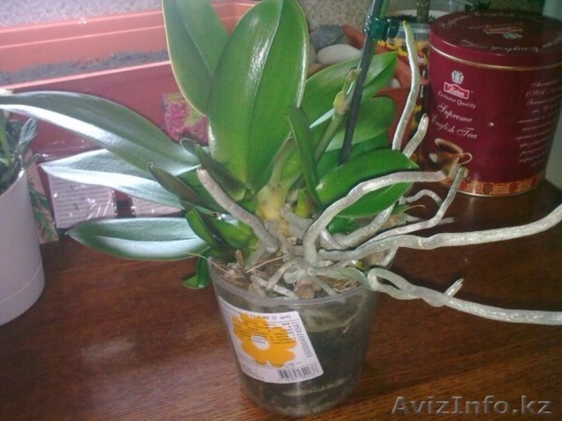 Цитокининовая паста - Изображение #6, Объявление #1264100