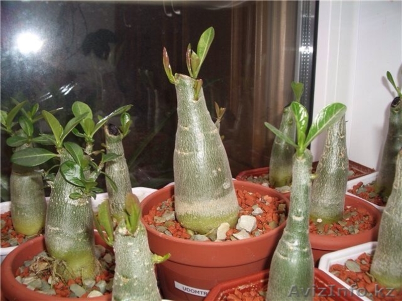 Цитокининовая паста - Изображение #7, Объявление #1264100