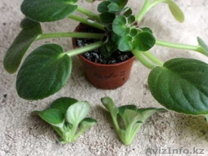 Цитокининовая паста - Изображение #8, Объявление #1264100