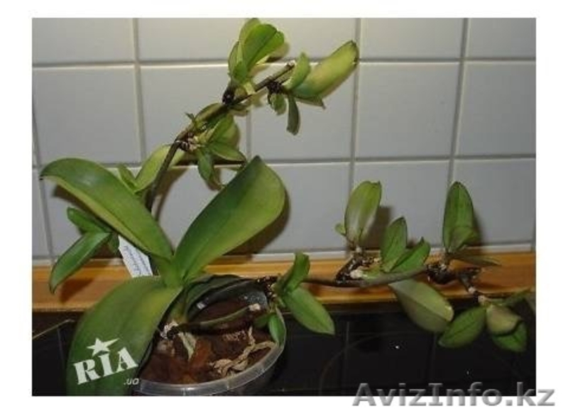 Цитокининовая паста - Изображение #9, Объявление #1264100