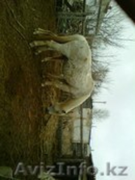 Лошади с жеребятами - Изображение #5, Объявление #1262726