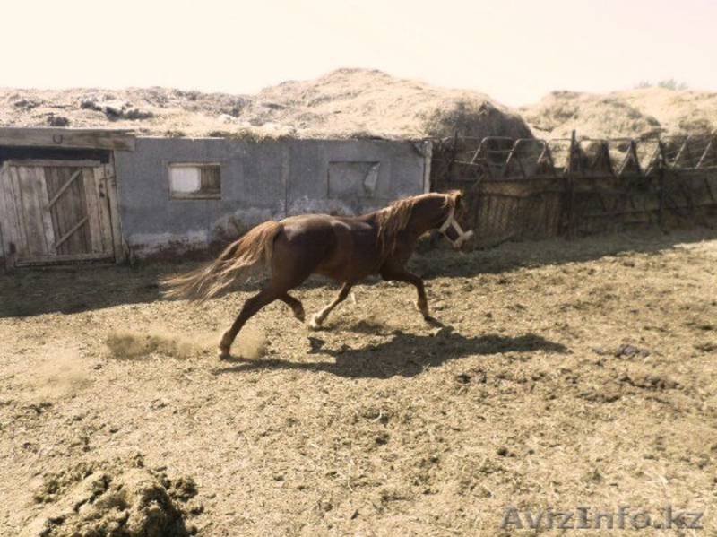 Жеребец 6 лет хороших кровей............ - Изображение #3, Объявление #1261037