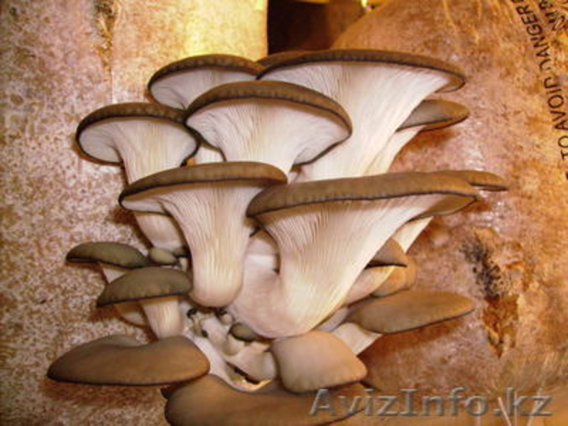 Комплект для выращивания вешенки дома и на даче - Изображение #2, Объявление #117137