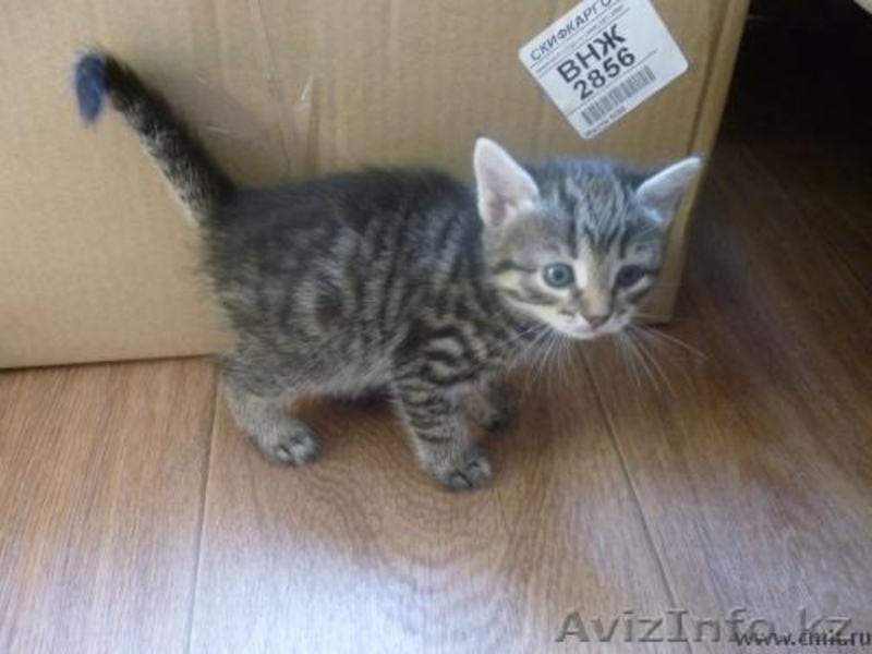 Отдаем даром домашних котят рыжие и серенькая. - Изображение #2, Объявление #1348935